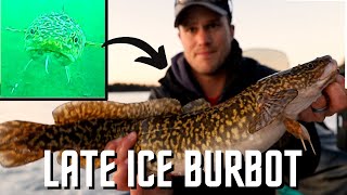 How to Catch Eelpout/Burbot | Underwater Footage + Livescope