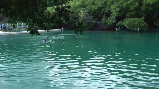 Swimming with Dolphins 2013-12-29 Tortola, BVI