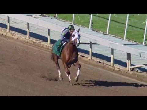 California Chrome works at Santa Anita Park - January 2, 2016 (HD)