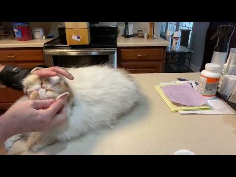 Cleaning a Persian cat’s eyes