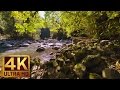Virtual Forest Walk in 4K | 2 HRS Relaxation Video with Nature Sounds - WATER & FOREST - Part 4