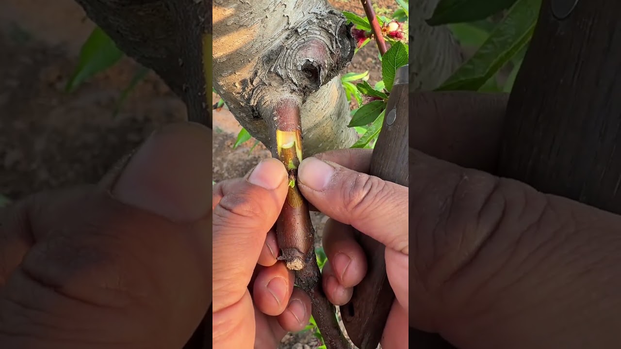 Fruit Tree Spring Graft｜Injerto Árbol Frutal｜春果樹接ぎ木｜봄 과일나무 접목