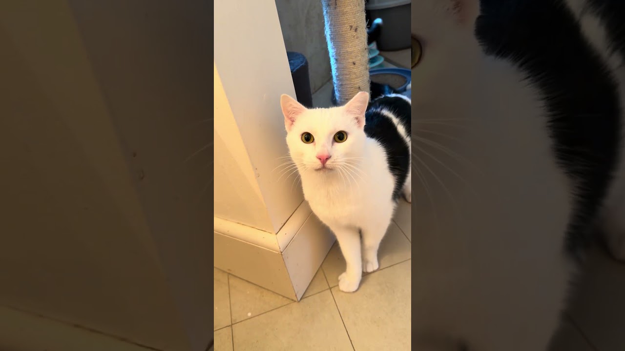 Enlarge Tristan, a Adoptable Domestic Short Hair in Manhasset, NY video 6/6