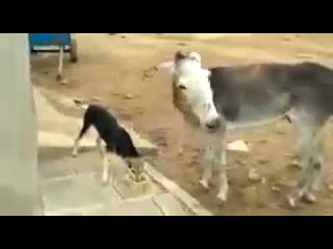 DONKEY VS DOG IN AFRICA