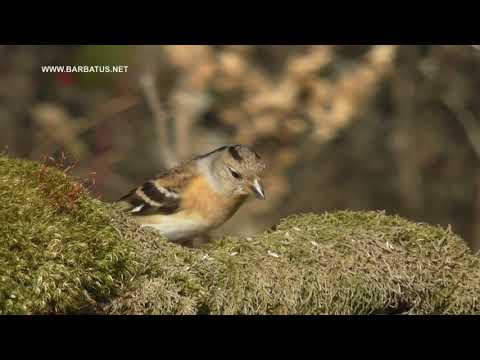 Pinzón Real ( Fringilla montifringilla ) Brambli