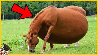 15 Baby Animal Births That Occur Only Once in a Thousand Years