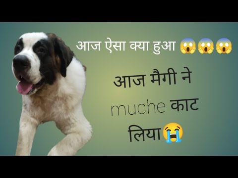 1/365 maggi 🐕 coco 🐕‍🦺 laila 🦮 aarna daily vlog Aarna apne bahano ke sath masti 