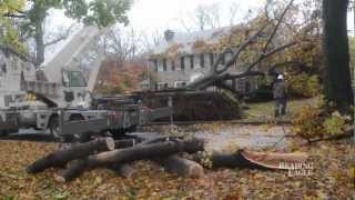 preview picture of video 'Tree on house in Wyomissing'