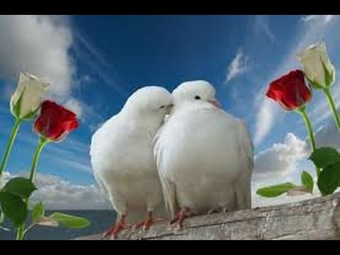 Gabriel Gorcea și Prietenii - În Tine mă încred orice sar intampla