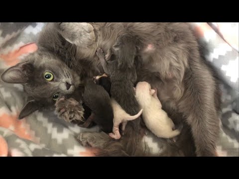 Momma Cat Births Litter Of 5 Beautiful Baby Kittens - Grace's Litter
