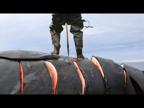 КАК ЭТО СДЕЛАНО: Разделка огромного кита в Японии | Традиционная еда