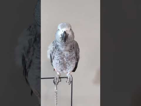 Cheeky Parrot Makes Fun of it's Sick Human