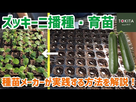 ズッキーニの種まき:こんな感じです 植物