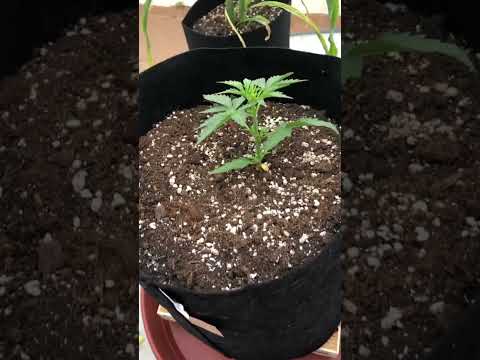 21 день росткам марихуаны, поставил ящики под корни от перегрева #outdoor #organic #weed #biobizz