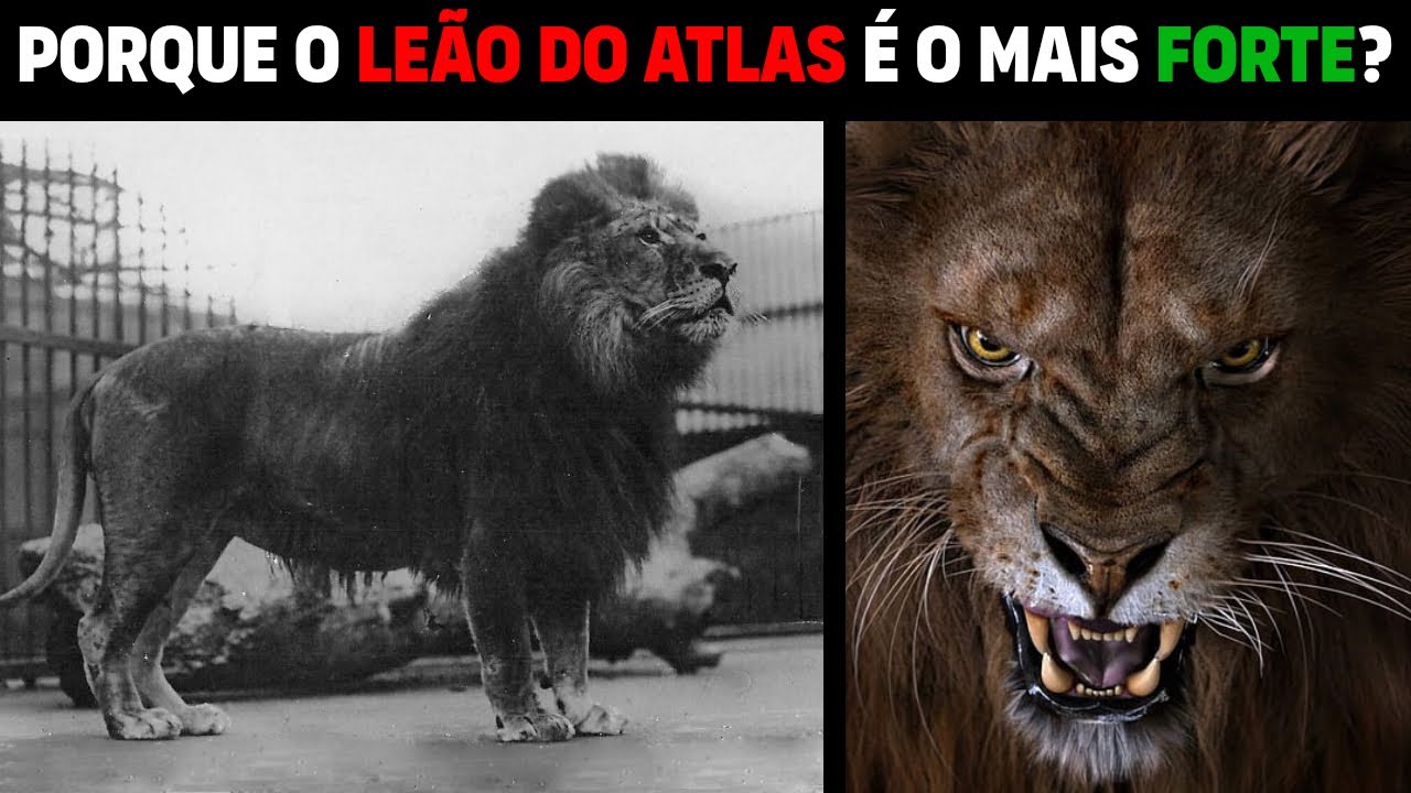 Leão do Atlas - PORQUE O LEÃO DA BARBÁRIA É O LEÃO MAIS FORTE?