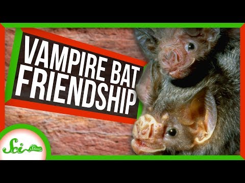 New Cancer Drug Results and Vampire Bat Friendships