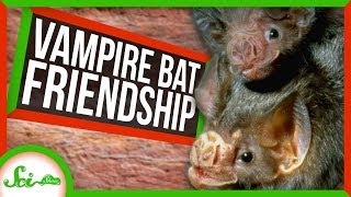 New Cancer Drug Results and Vampire Bat Friendships