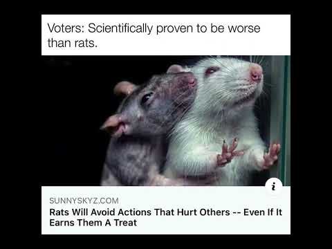 Rats