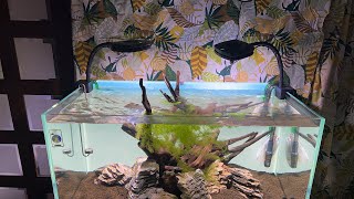 【ライブ143】プライム点灯&水草植栽