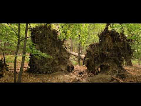 17.10.2021 - Jesienny las w Rybniku