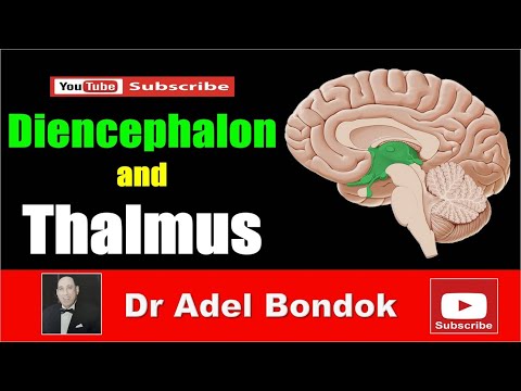 Diencephalon and Thalamus, Dr Adel Bondok
