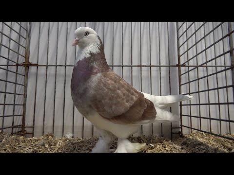 West of England Tumbler fancy pigeon