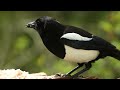 Eurasian magpie Bird Sound | Magpie Call | Magpie Singing | Magpie Bird Sound | Bird Call | Calling