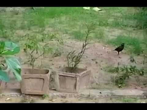Birds eating 🐦; myna scares crow 🐦‍⬛