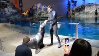 Sea Lion @ Shedd Aquarium