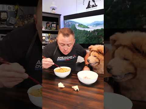 Having some chow with the Chow Chow