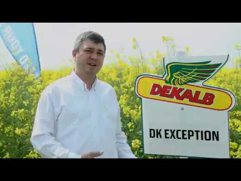 Rapita DEKALB - DK EXCEPTION