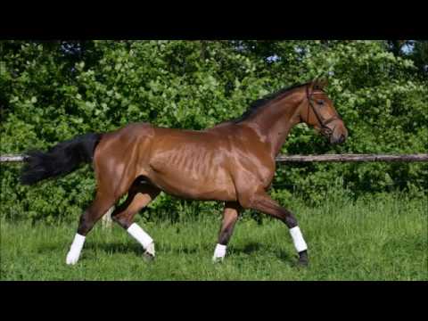 4j. Holsteiner Wallach v. Alant (Armand xx- Calypso I)- Canto-Lord