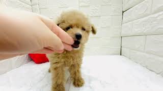 トイプードルの動画01