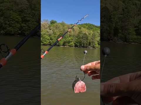 Simple and Effective Catfish Rig