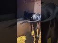 Funniest Donkey Ever Donkey Training The Fun Way 125