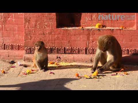 храм Сваямбунатх (Swayambhunath), Катманду (Kathmandu), Непал, 2019