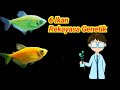 Rekayasa Genetika Ikan Hias Guppy Terhadap Lain Spesies