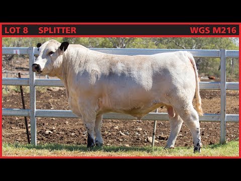 Lot 8 Wattle Grove Splitter M216