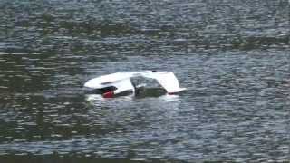 preview picture of video 'Parkzone Icon A5 - First flight with... minor problems'