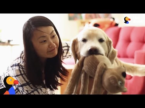 download lagu mp3 mp4 Caledonian Kitten Dog, download lagu Caledonian Kitten Dog gratis, unduh video klip Caledonian Kitten Dog