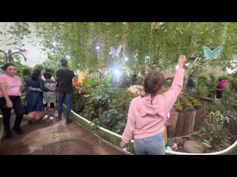 What a fantasy 😮😮😮 !! we saw more than 1000 butterflies in one place 🦋😄😄😍