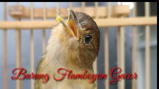 Download lagu Burung Flamboyan Gacor Ngebren Rapat Nyerecet cocok buat Pancingan agar cepat bunyi mp3