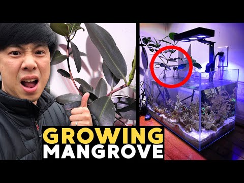 My Dirty Secret: Mangrove Tank!! 🤐 (17g - 2/9/2020)