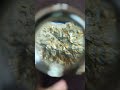 Gold or Pyrites??? I Use Magnifier for A Better Look #gold #goldprospecting #shortvideo #shorts
