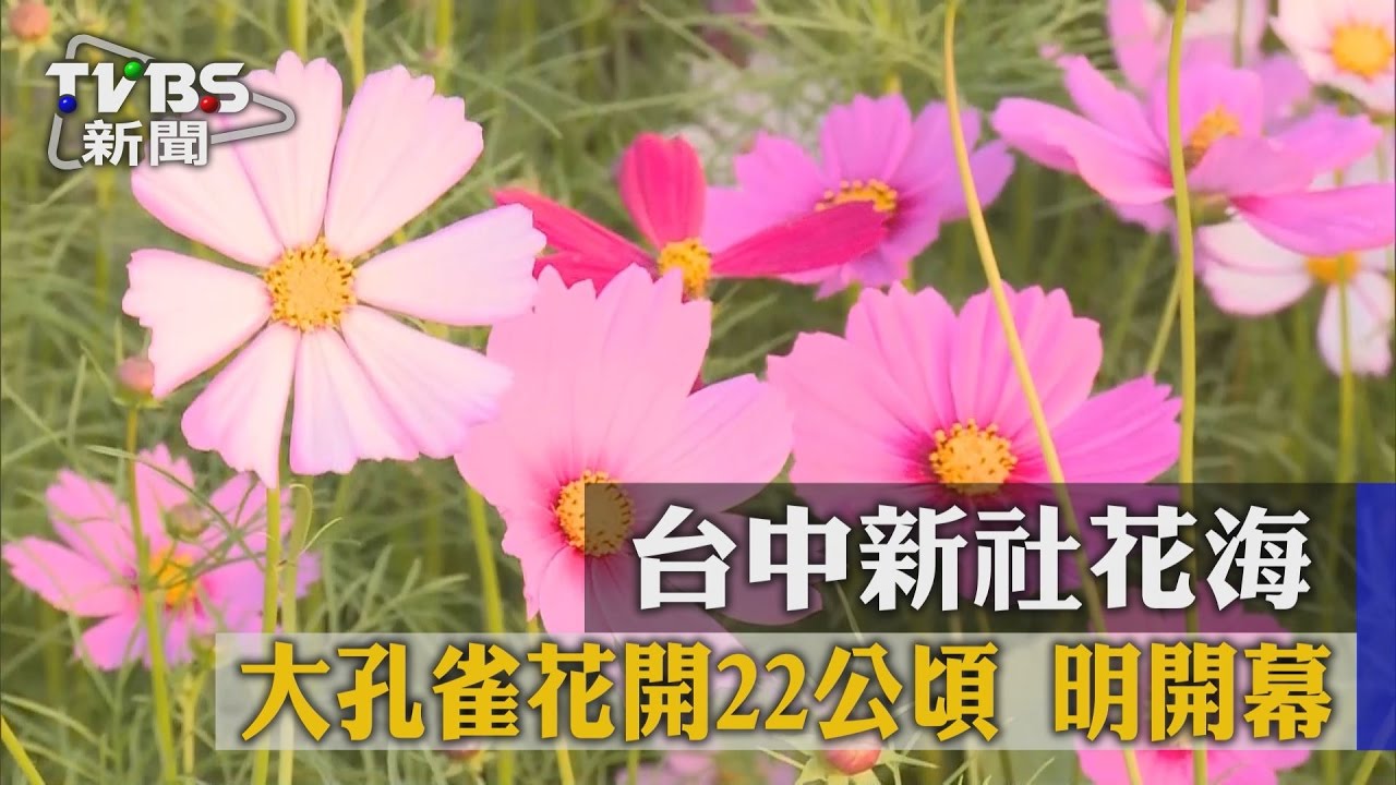 台中新社花海大孔雀花開22公頃 明開幕