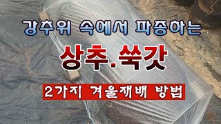 [텃밭농부 2,127]  강추위 속에서 상추 쑥갓을 파종하여 키우는 2가지 방법. #상추재배 #쑥갓재배