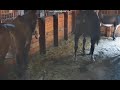 Horse Poop