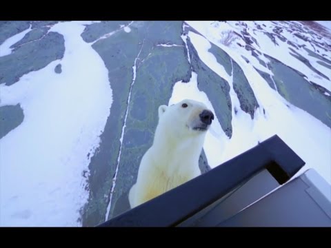 Lazy Bear Lodge Polar Bear Adventure 2013