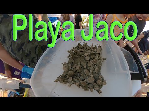 Tortugas Marinas nacen @ Jaco Costa Rica