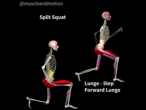 LUNGES Vs. SPLIT SQUATS 🔥